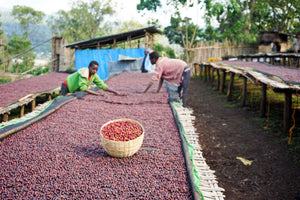 Coffee drying on raised beds