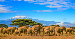 Elephants walking across the savanna with Mount Kilimanjaro in the background under a bright blue sky in Tanzania.