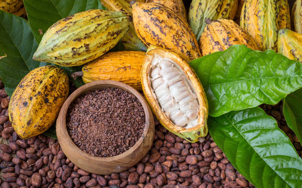 Fresh cacao pods, opened pod showing white cacao beans, dried cocoa beans, and cacao nibs in a wooden bowl surrounded by green leaves.