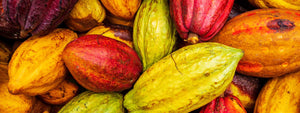 Colorful cacao pods in shades of red, yellow, and green — raw cacao fruit used in bean-to-bar chocolate making