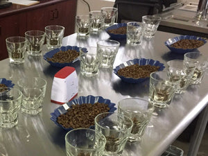 Coffee cupping setup with glass tasting cups and blue sample trays filled with roasted coffee beans on a stainless steel table.