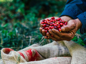 Close-up of farmer’s hands holding freshly harvested red coffee cherries over a burlap sack on the farm.