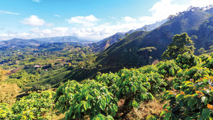 Coffee farm belonging to the CACAFP women's association in Peru