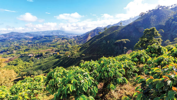 Coffee farm belonging to the CACAFP women's association in Peru