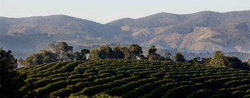 A scenic view of rolling hills covered in green foliage, with mountainous terrain in the background and a clear sky overhead, reminiscent of Santa Clara's lush landscapes where Brazil's specialty coffee thrives.