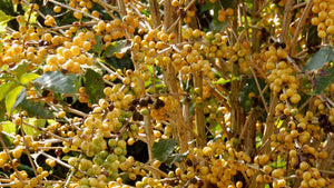 Golden raisin processed coffee from the Mantiqueira de Minas region of Carmo de Minas, Brazil