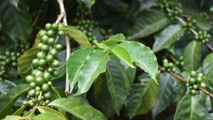 Lush green coffee bush with green coffee cherries
