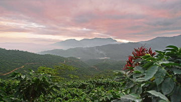 Image of coffee plantation in Chiapas, Mexico.  Red sunset with green lush mountainside.