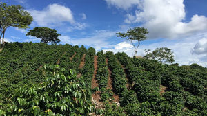 Mountainside with rows of coffee bushes