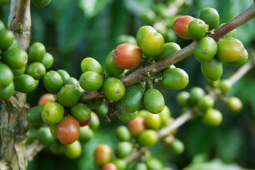 Coffee bush with mainly green cherries