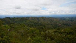 Horizon of Colombia with green plants lower half, sky upper half.