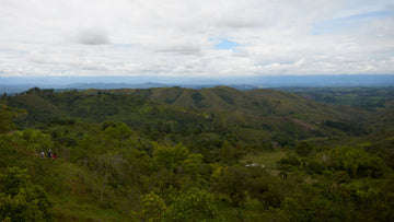 Horizon of Colombia with green plants lower half, sky upper half.