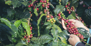 Coffee farm in Inza, Cauca, in the central Andes of Colombia