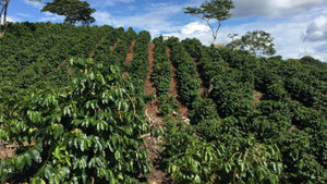 Mountainside of coffee planted in rows with blue sky