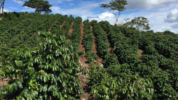 Mountainside of coffee planted in rows with blue sky