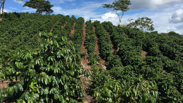 Mountainside of coffee planted in rows with blue sky