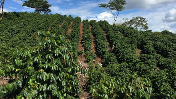 Mountainside of coffee planted in rows with blue sky