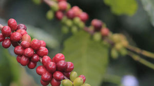 Image of coffee cherries on branch.  The cherries are dark red in colorl