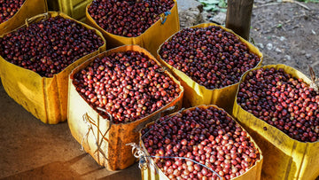 Image of large yellow bags of red coffee cherries