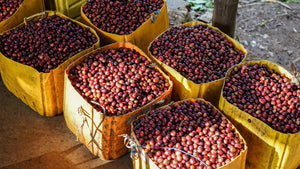 High-elevation coffee growing region of Ethiopia's Gedeo zone, home of Yirgacheffe Belekara coffee