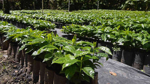 Image consist of young coffee plants in pots.   Pots are in large rows.