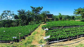Coffee plantation in Fraijanes Plateau growing region
