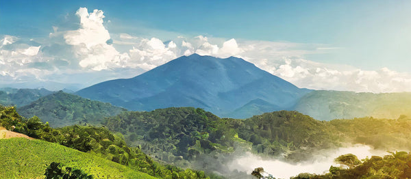Coffee farm at Reserva Pacavita in western Honduras