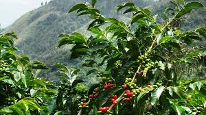 Coffee plan with coffee cherries with mountain backdrop