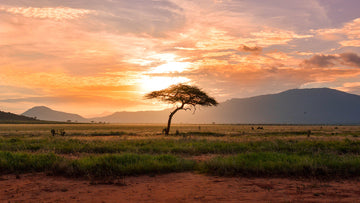 The image depicts a stunning sunset in Kenya with a tall tree silhouetted against the orange and yellow sky. The tree has numerous leafy branches and a textured trunk, and it stands out against the vast expanse of the horizon. 
