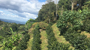 Mountain view of coffee plantation in Nicaragua.  Coffee planted in rows with blue sky.