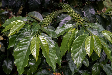 Green coffee bush with large leaves and green coffee cherries