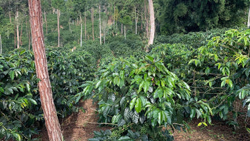 Mountain side of shade grown coffee bushes