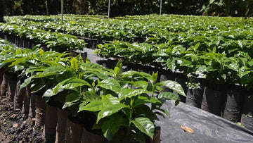 Image of young coffee plants in pots