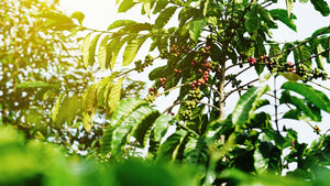 Coffee plant with blue sky background.   Plant has red coffee cherries.