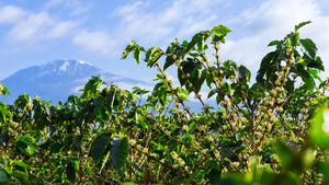 Image of Tanzania - Mwalyego Cooperative mountain background
