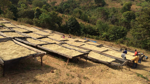 mountainside of raised bed with coffee drying