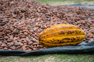 Colorful chocolate bars and brown cacao beans are arranged on a white background, showcasing various flavors and textures. Top-down perspective.