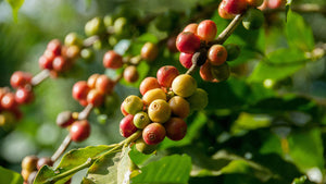 Image of coffee cherries in different ripeness levels from yellow to bright red