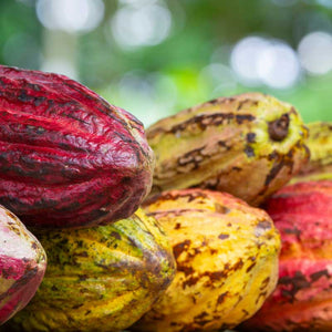Close-up of colorful cacao pods harvested from tropical trees, showcasing the raw ingredient used in bean-to-bar chocolate.