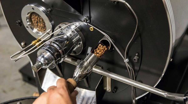 Close-up of freshly roasted coffee beans in the sample trier of a commercial drum coffee roaster during the roasting process.